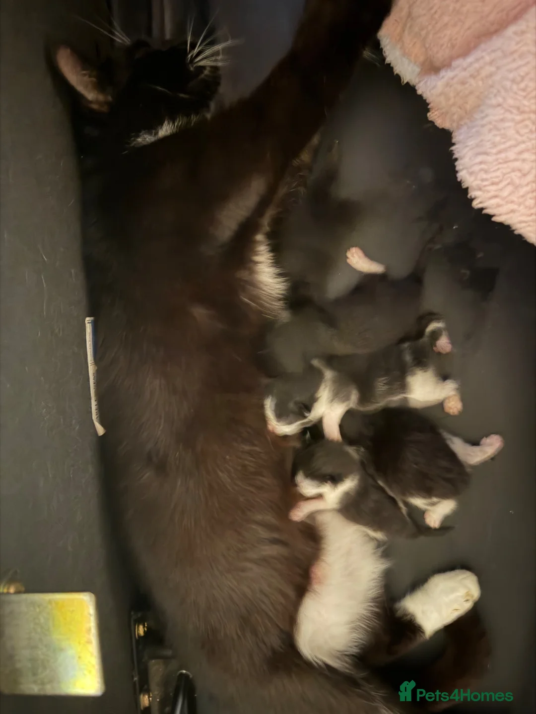 Mixed Breed cats for sale: Mixed Tuxedo kittens - Advert 10