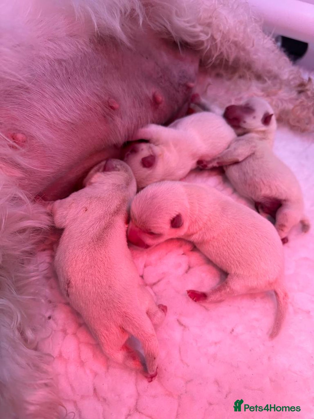 West Highland Terrier dogs for stud: Stud.. in Greenock - Image 9