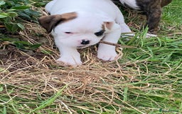 Boxer dogs for sale: Gorgeous Boxer Puppies  - Image 11