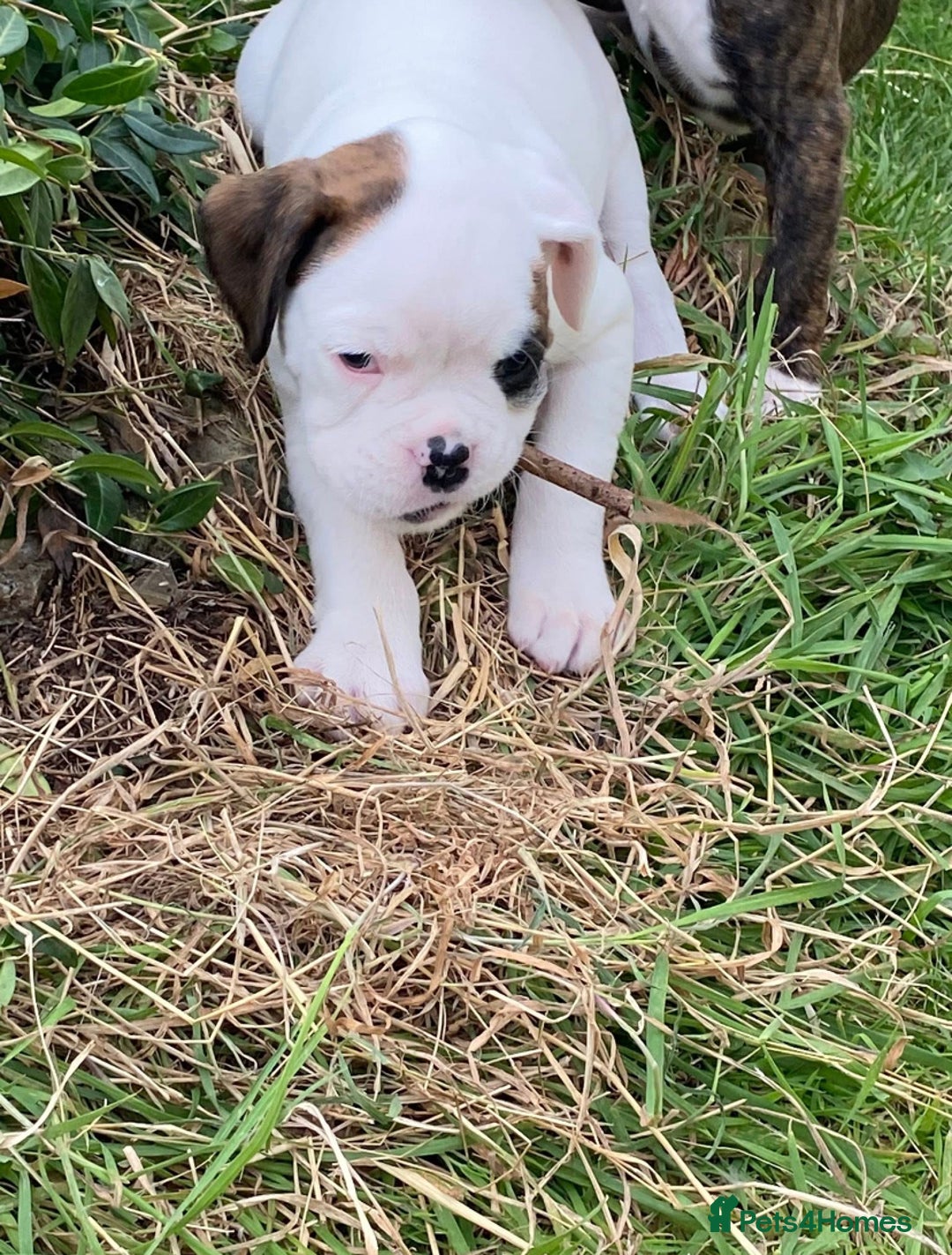 Boxer dogs for sale: Gorgeous Boxer Puppies  - Image 11