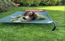 Mixed Breed dogs for adoption: Nacho - goofy Sabueso Hound for adoption - Image 14