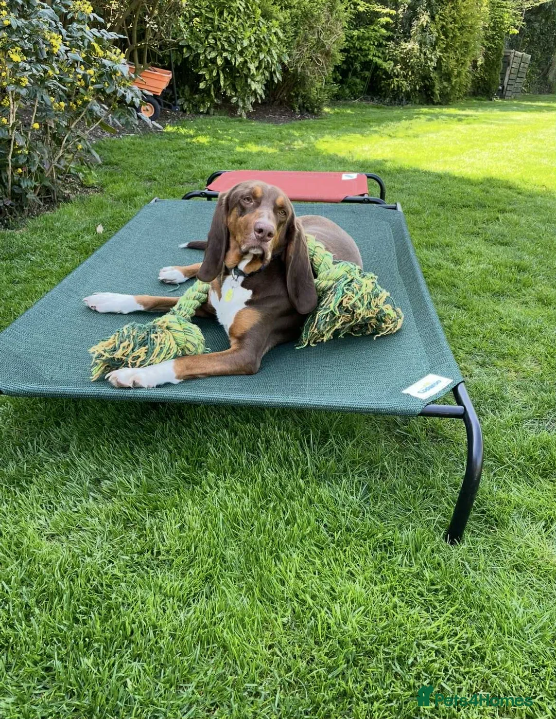 Mixed Breed dogs for adoption: Nacho - goofy Sabueso Hound for adoption - Advert 14