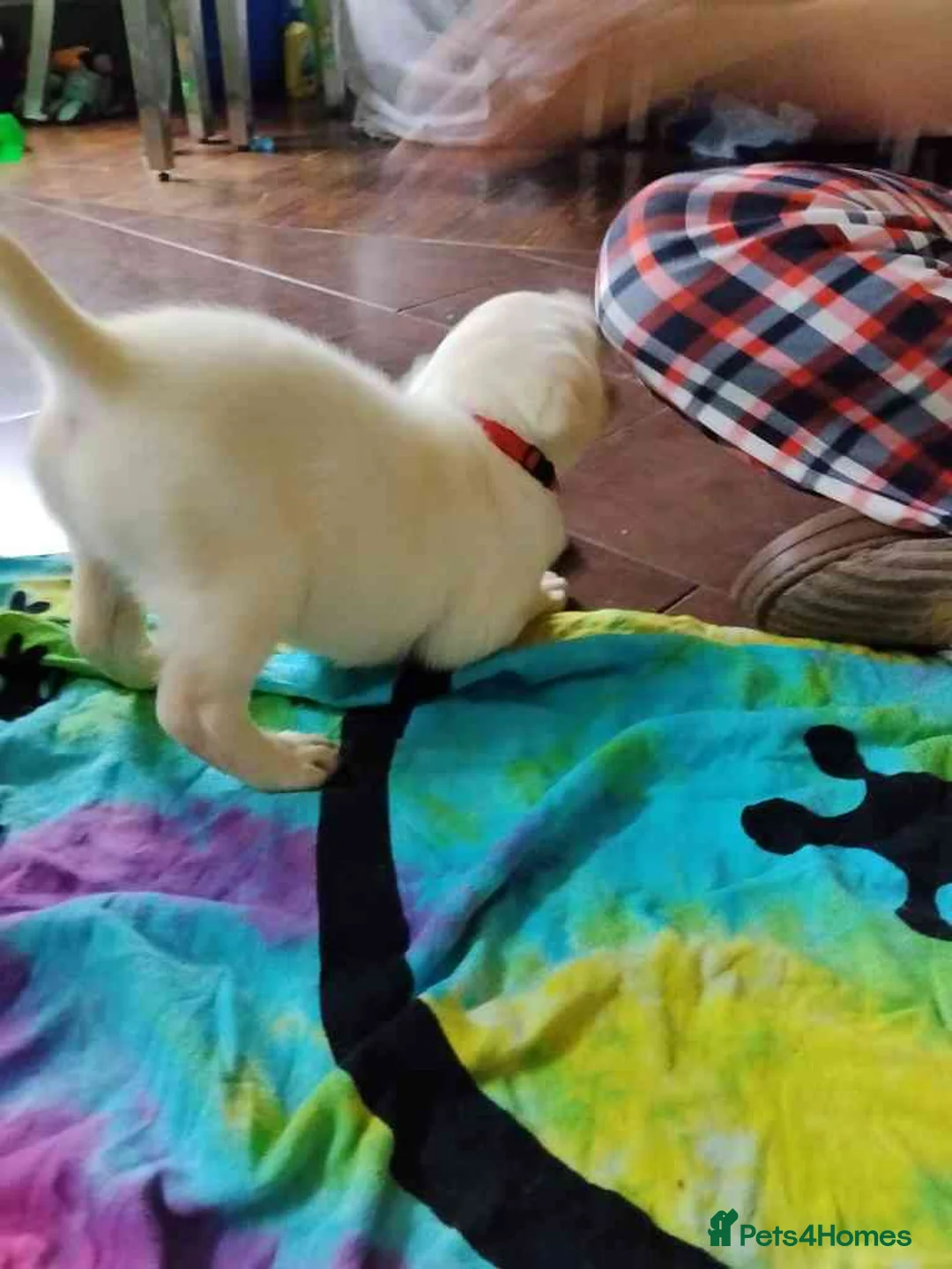 Labrador Retriever dogs for sale: 6 Yellow/Black Labrador Retrievers - Advert 3