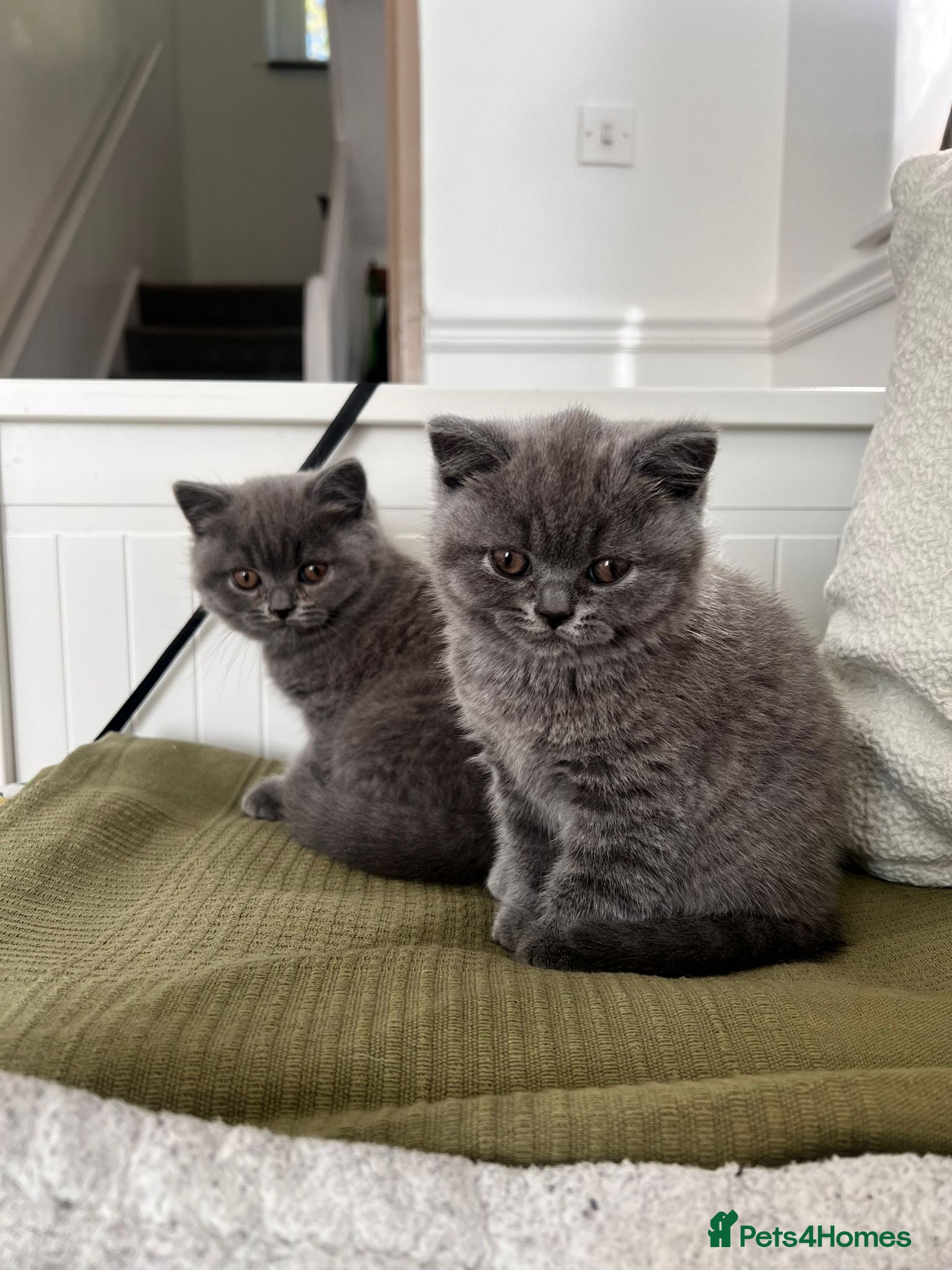 British Shorthair cats for sale: Adorable British Shorthair Kittens 🐾 - Advert 1