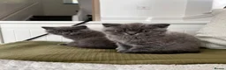 British Shorthair cats for sale: Adorable British Shorthair Kittens 🐾 - Advert 1