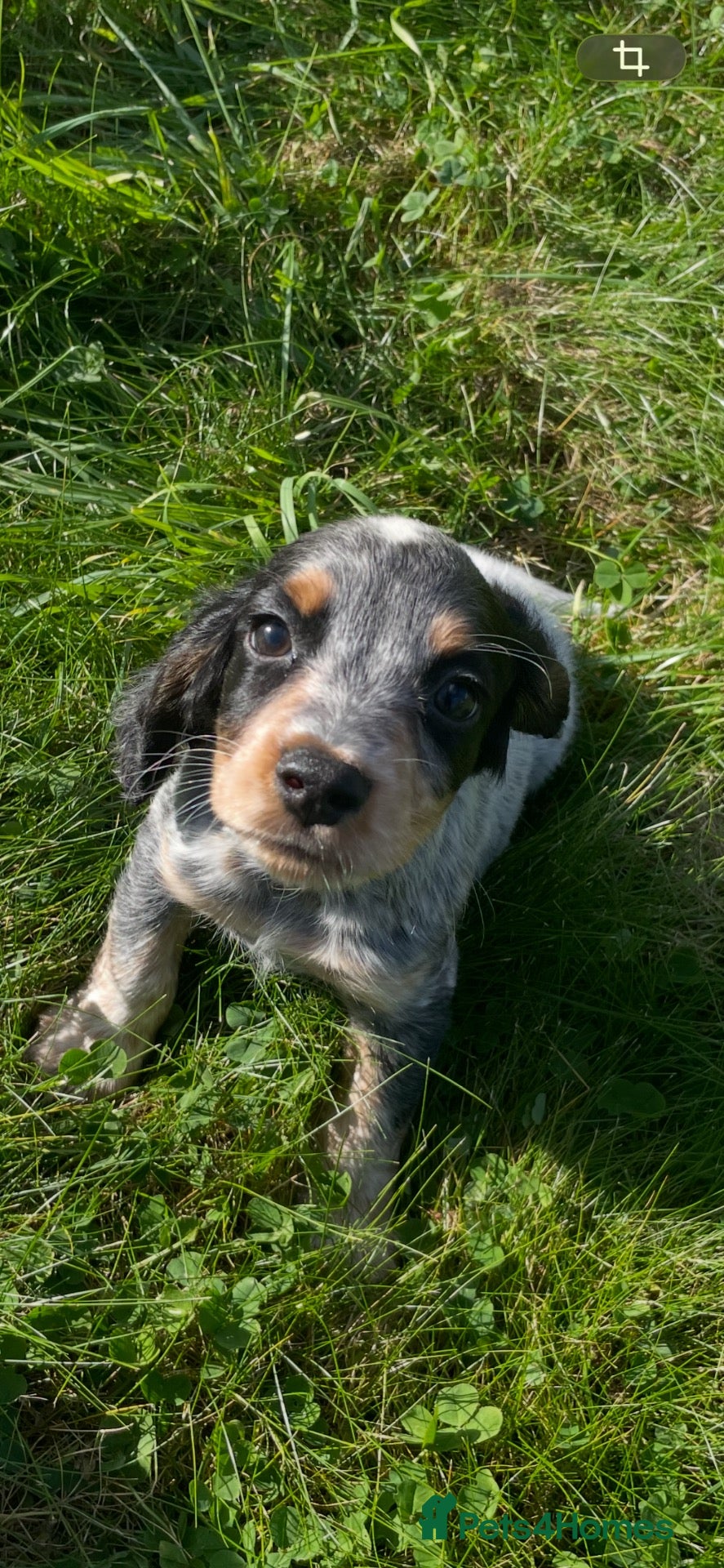 Cocker Spaniel dogs Beautiful Kc reg working cocker spaniel puppies  - Advert 2