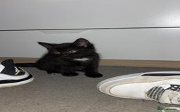 Mixed Breed cats for sale: 3 gorgeous little girls  - Image 3