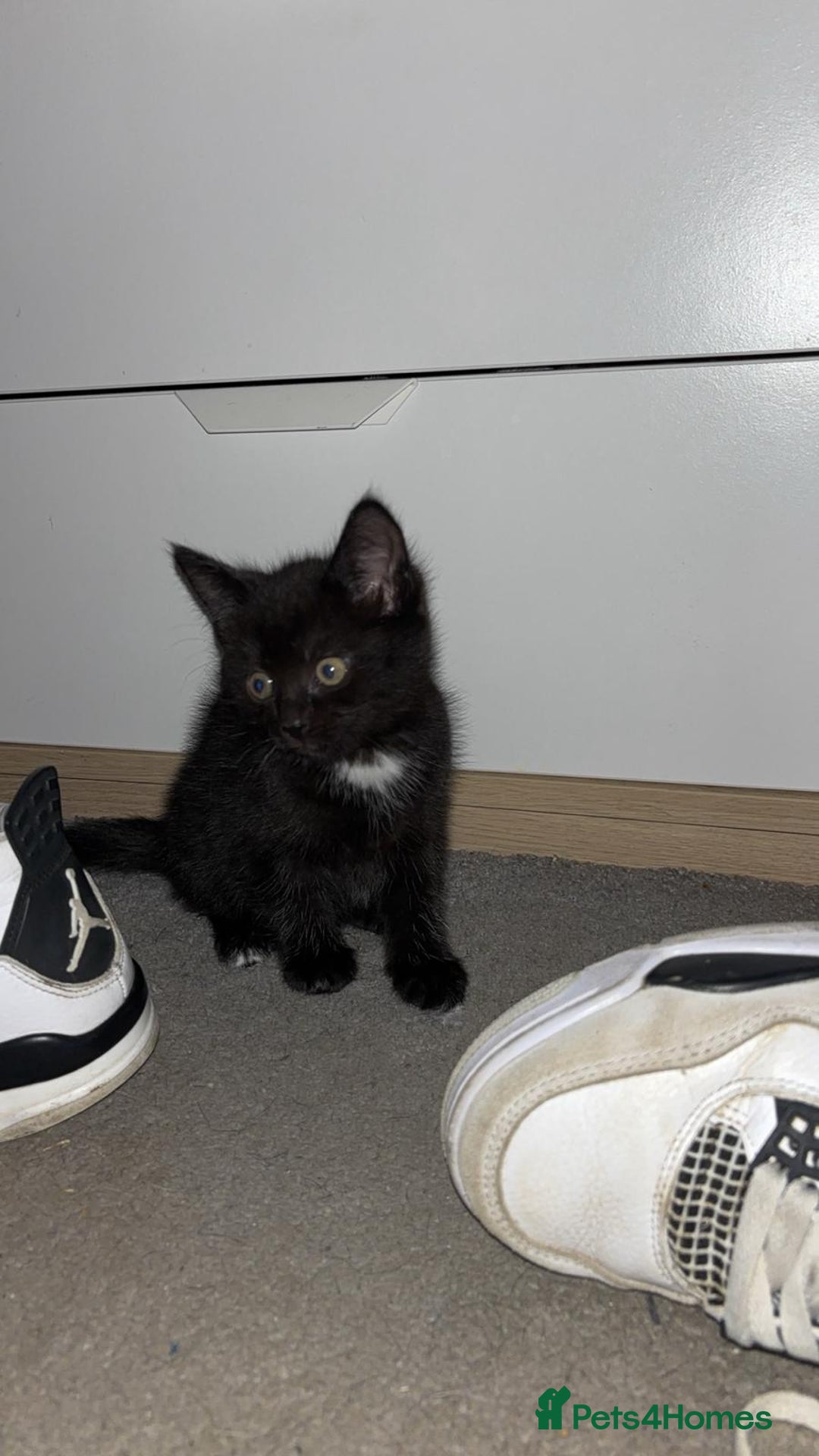 Mixed Breed cats for sale: 3 gorgeous little girls  - Image 3