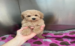 Toy Poodle dogs for stud: *Beautiful Blue Phantom*DNA Clear*Carries Silver* - Image 8