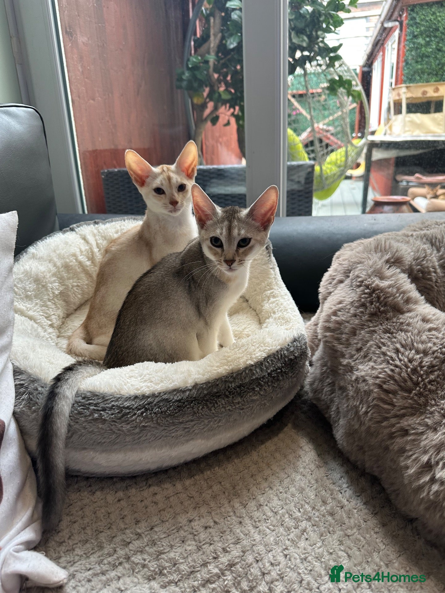 Abyssinian cats Silver Abyssinian kittens  - Advert 15