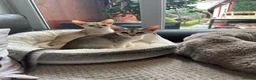 Abyssinian cats for sale: Silver Abyssinian kittens  - Advert 2