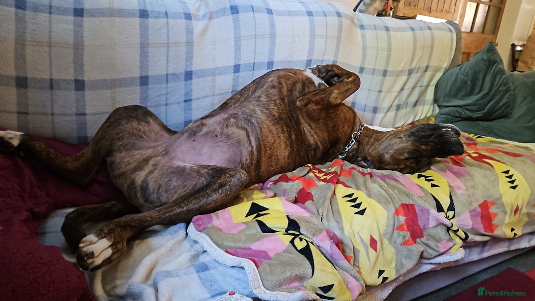 Mixed Breed dogs for sale: Alapaha blue blood Bulldog cross Doberman - Advert 4