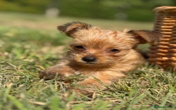 Chorkie dogs for sale: Chorkie puppies  - Image 2