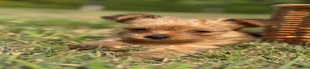 Chorkie Puppy 3