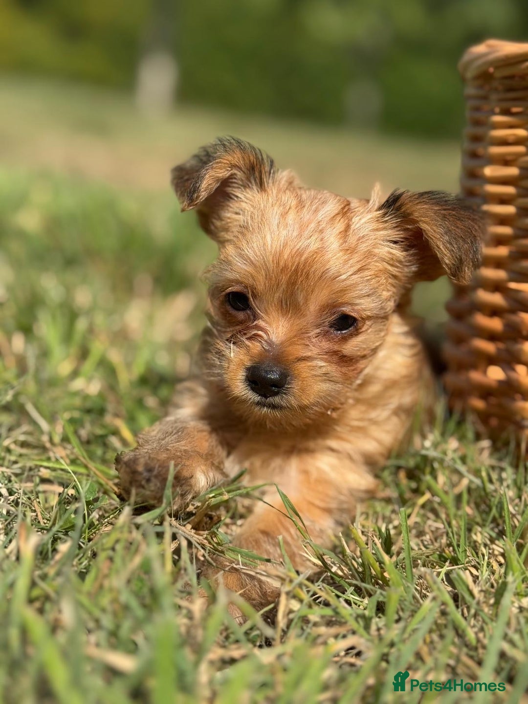 Chorkie dogs for sale: Chorkie puppies  - Image 2
