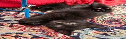 Mixed Breed cats for sale: Vaccinated microchipped BOY KITTEN🐾ready-LAST ONE - Advert 14