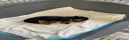 Dachshund dogs for sale: Miniature Dachshund Puppies - Stunning Litter - Advert 11