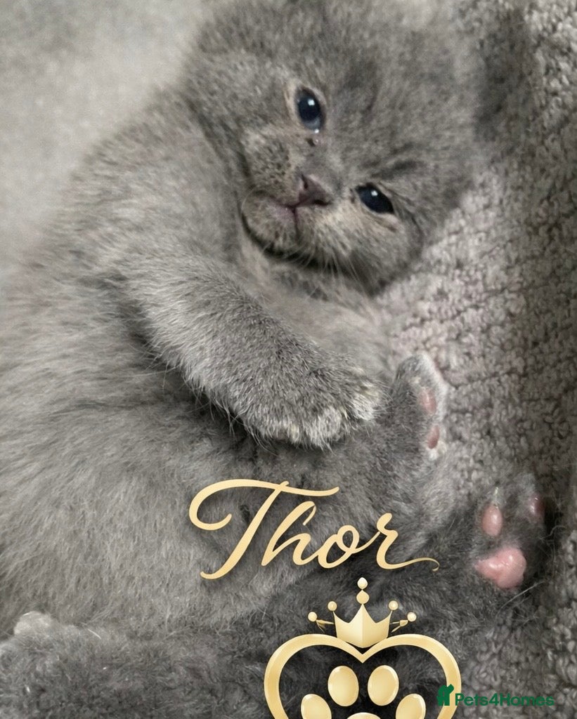 British Shorthair cats Gorgeous British Blue Kittens - Advert 20