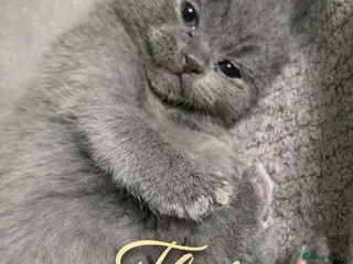British Shorthair cats Gorgeous British Blue Kittens - Advert 20