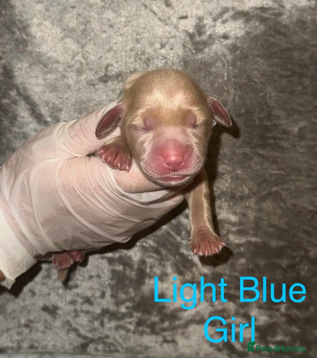 Labrador Retriever dogs for sale: Stunning Labrador Puppy's ( 4 girls, 3 boys ) - Image 10