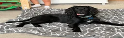 Sprocker dogs for sale: Sprocker spaniel  - Advert 8