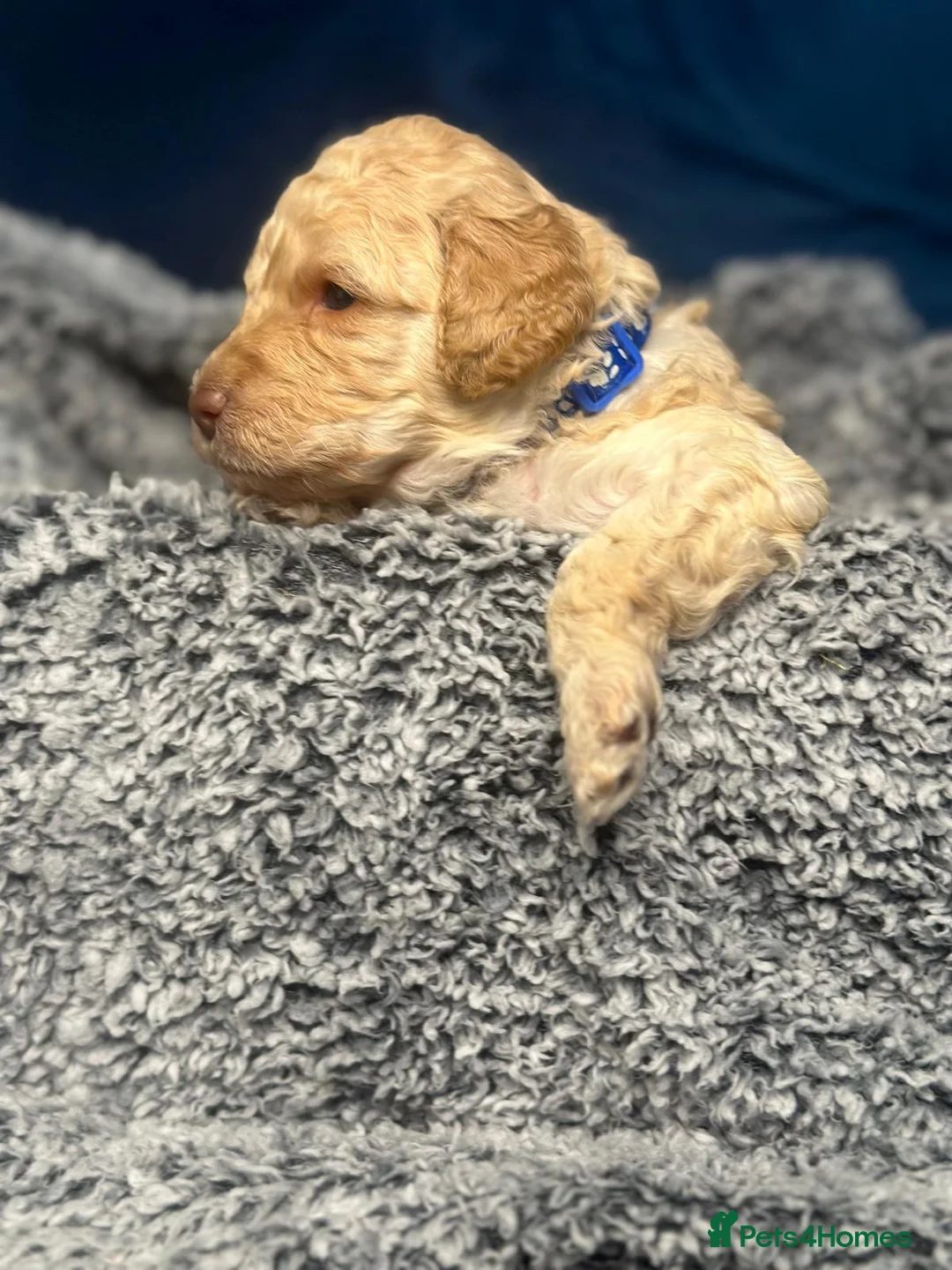 Miniature Poodle dogs for sale: Gorgeous pure bred miniature poodles - Advert 22