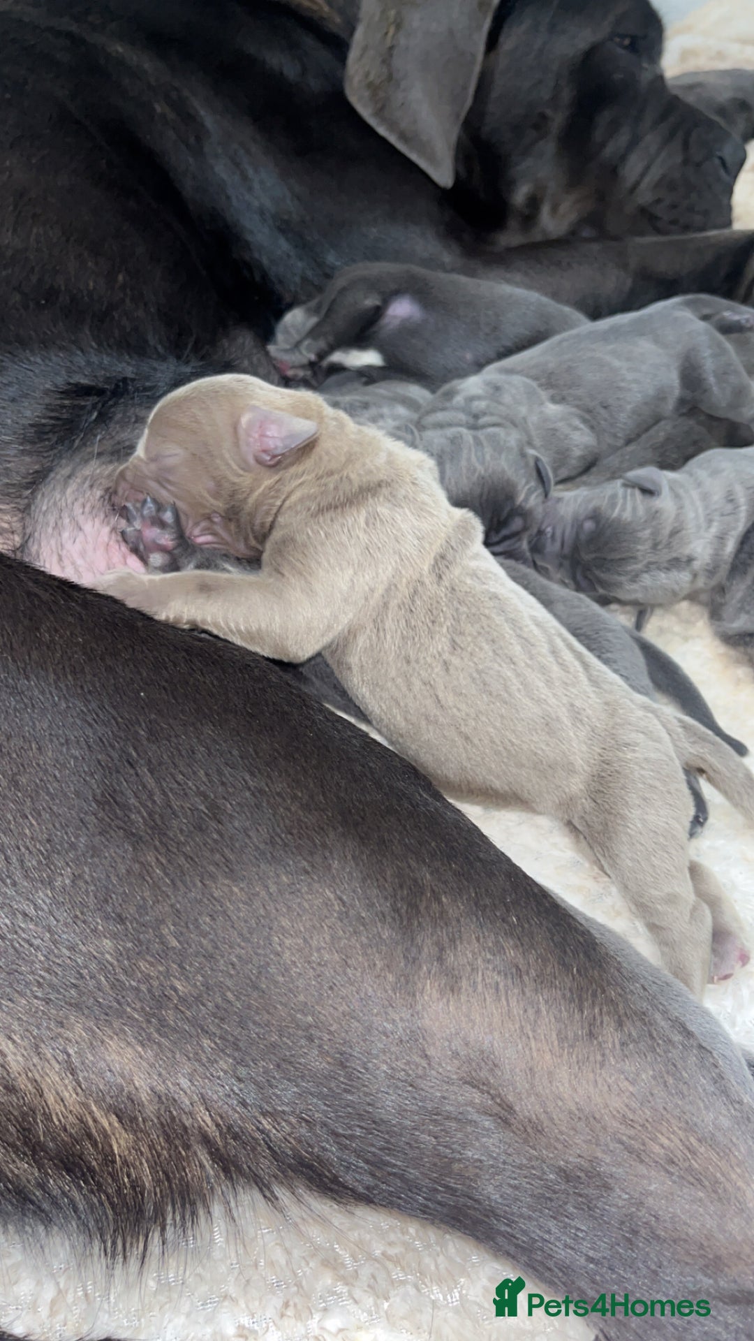 Cane Corso dogs for sale: Abkc registered cane corso pups - Image 4