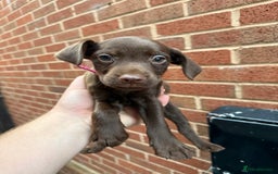 Mixed Breed dogs for sale: Cocker/ Patterdale  - Image 3