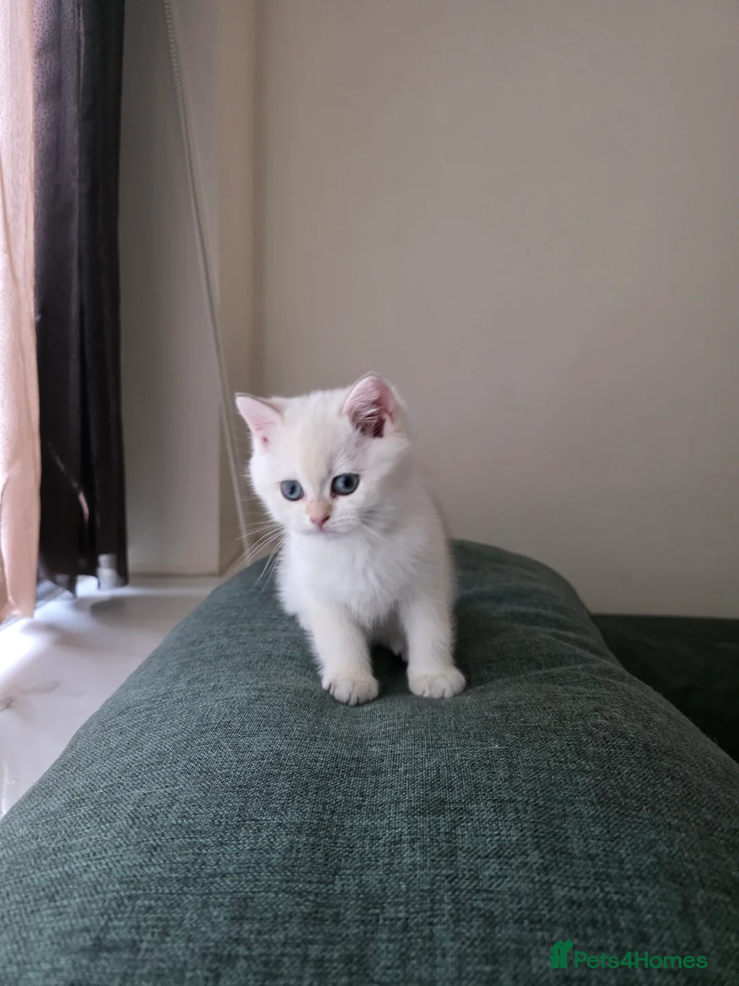 British Shorthair cats for sale: B.Shorthair Kittens Raised in a Loving Family Home - Advert 12