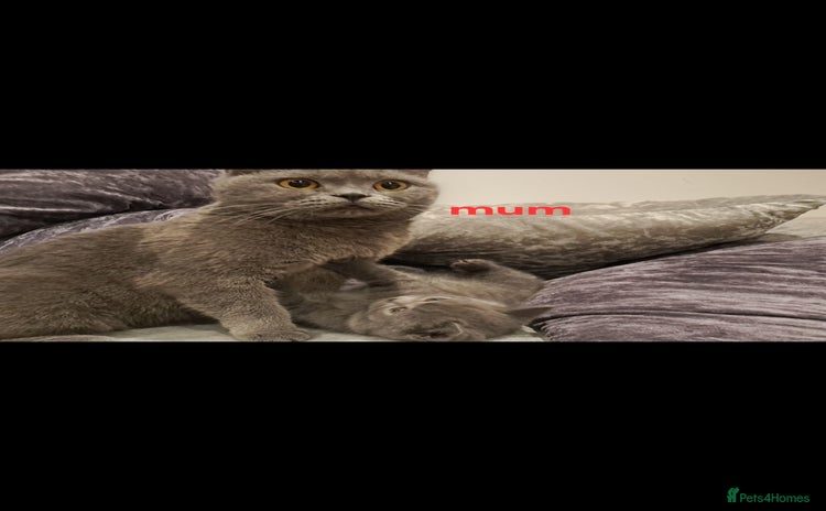 British Shorthair cats - Advert 2