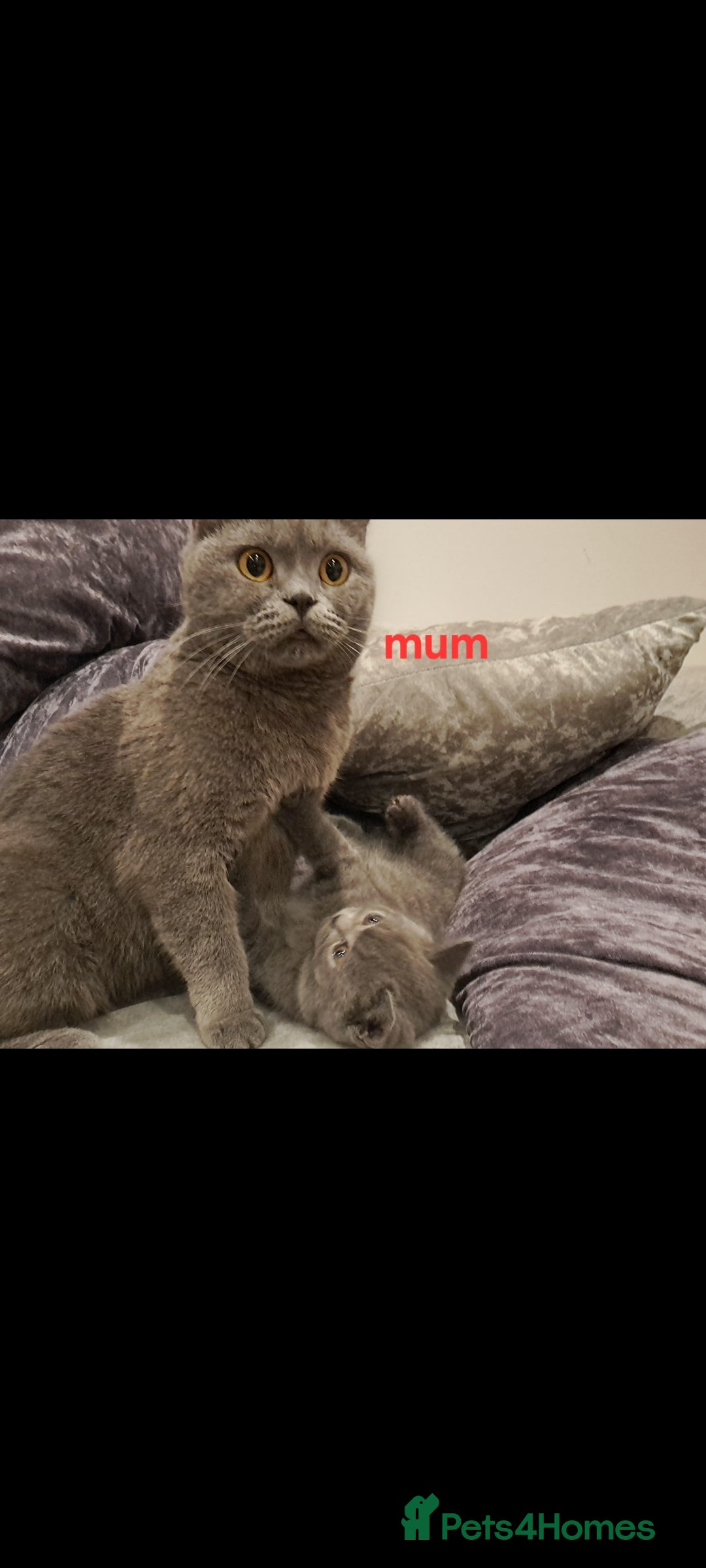 British Shorthair cats for sale: British Shorthair  - Image 1