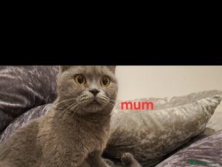British Shorthair cats - Advert 9