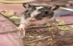 Gerbil rodents for sale: 3 gerbils & accessories for sale - Image 8
