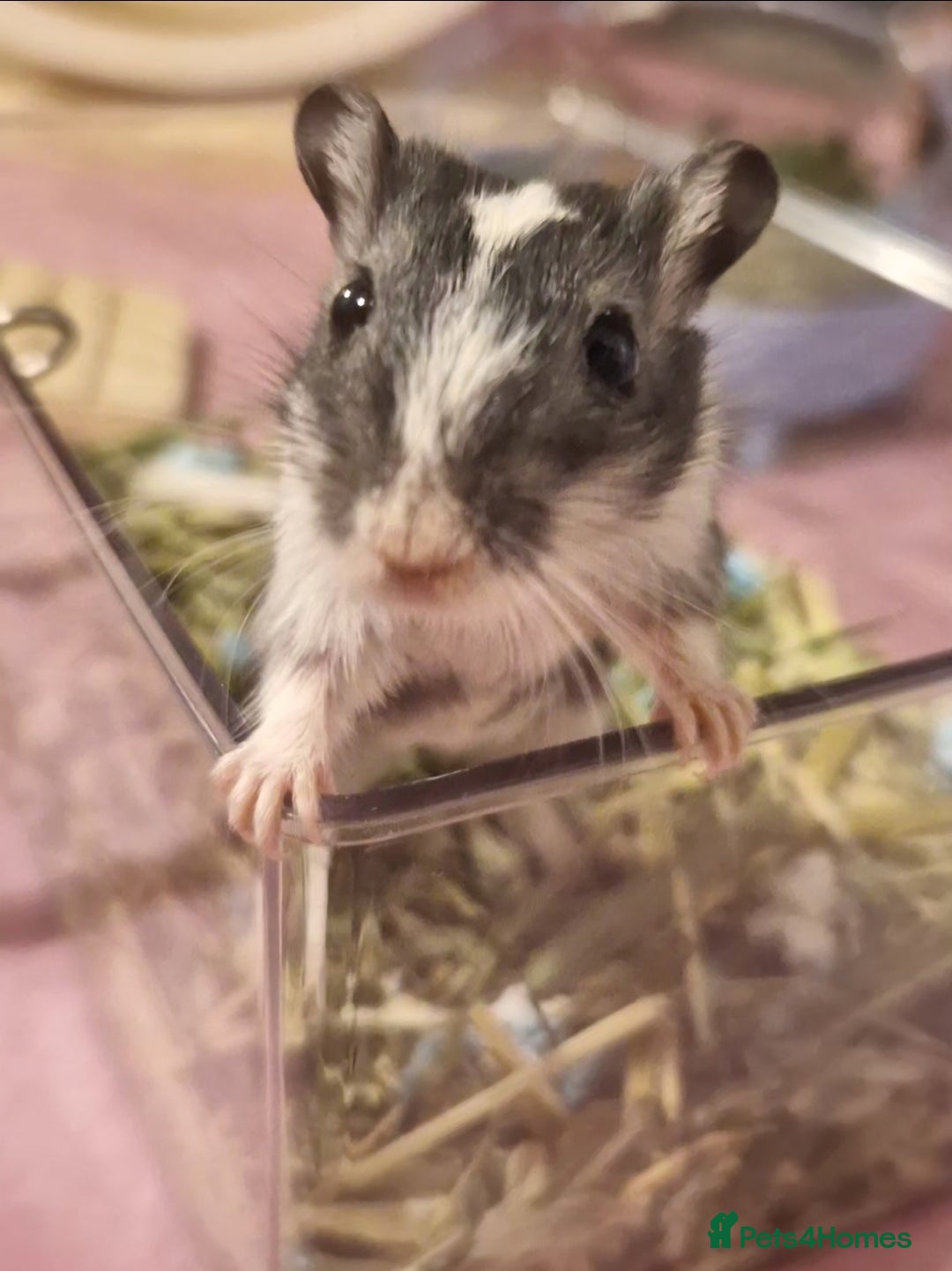 Gerbil rodents for sale: 3 gerbils & accessories for sale - Image 8