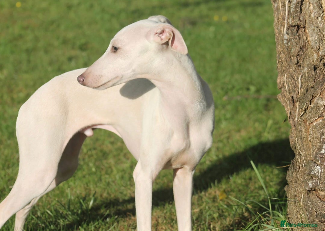 Italian Greyhound dogs for stud: Cream Italian Greyhound for Stud KC Registered - Advert 2