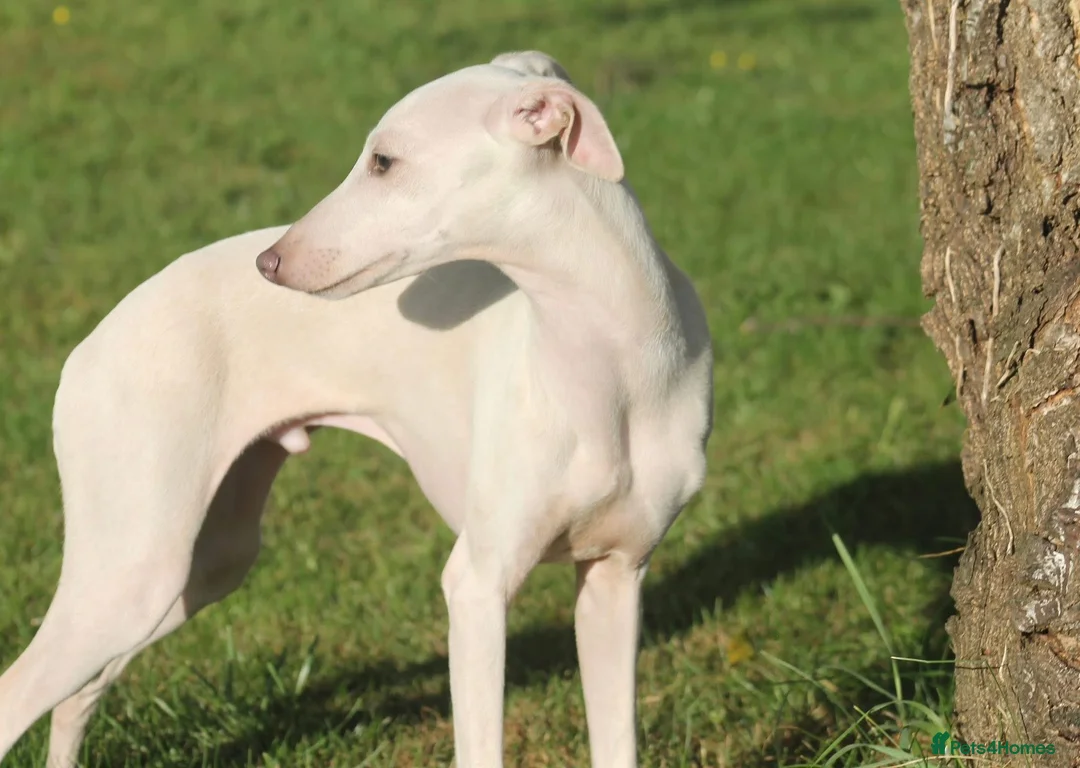 Italian Greyhound dogs for stud: Cream Italian Greyhound for Stud KC Registered - Advert 2