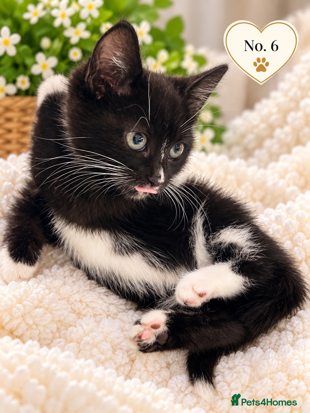 Mixed Breed cats Beautiful,  Kittens Looking for Loving Homes  - Advert 9