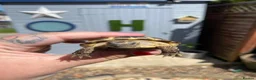 Tortoise reptiles for sale: Taco – 6-Year-Old Horsfield Tortoise 🐢 in Brighouse - Advert 5