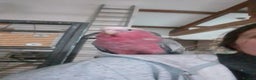 Parrots birds for sale: Baby Galah cockatoos hand reared silly tamed - Advert 4