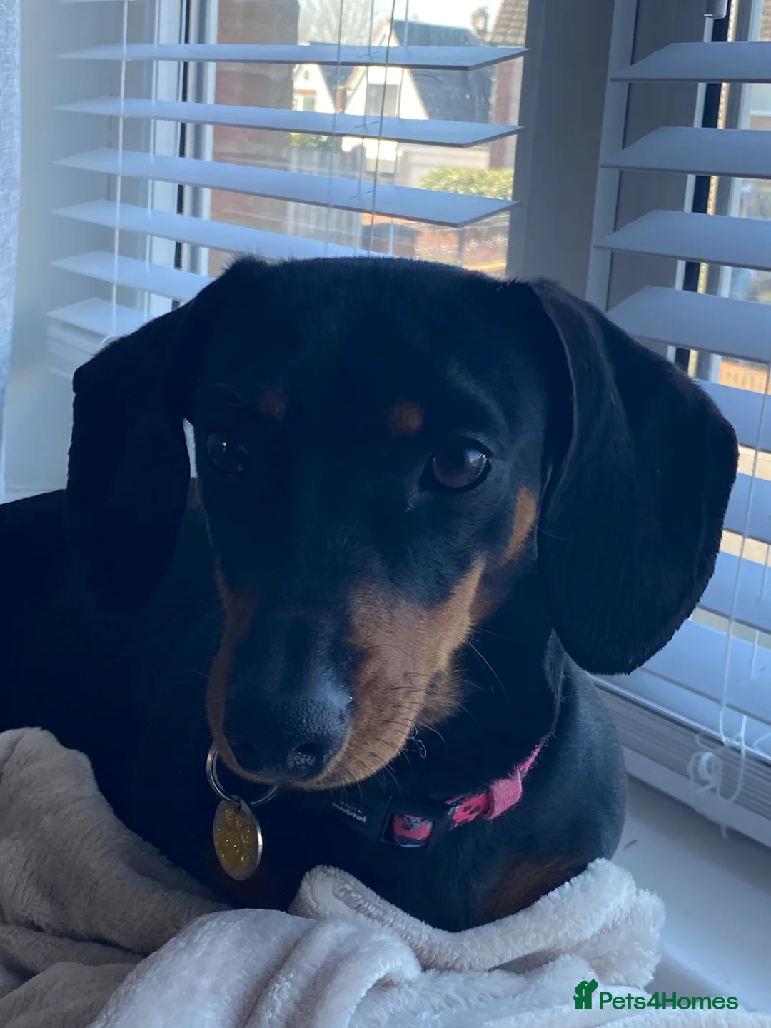 Dachshund dogs for sale: Dachshund girl 4 years old  - Advert 9