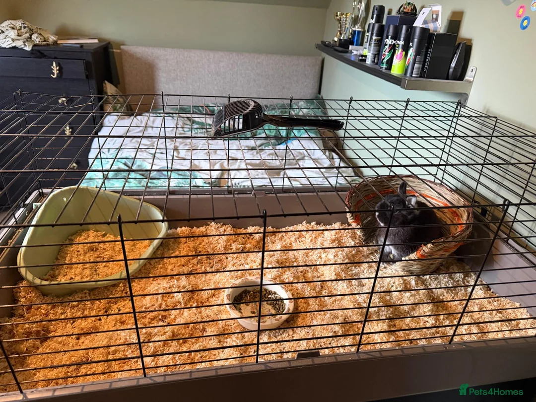 Netherland Dwarf rabbits for sale: Male Netherland Dwarf Rabbit in Bedale - Advert 2