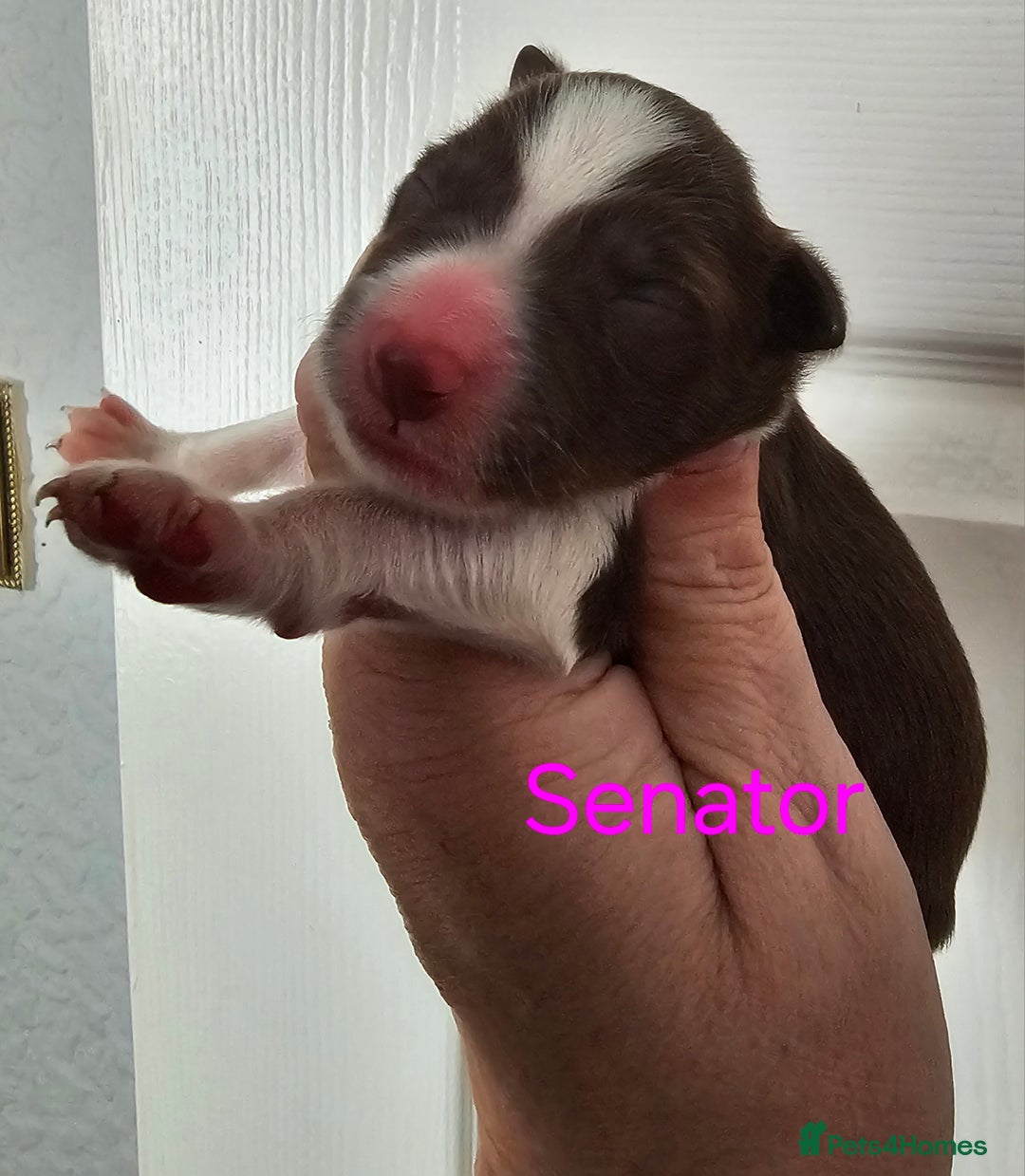 Border Collie dogs for sale: Border collie puppies  - Image 7