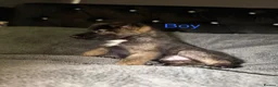 Akita dogs for sale: American Akita puppies - Advert 9