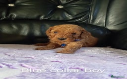 Cockapoo dogs for sale: 7 F1b cockapoos for sale  - Image 4