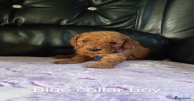 Cockapoo dogs - Advert 15