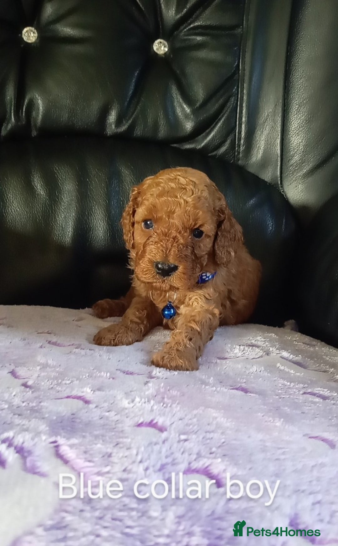 Cockapoo dogs for sale: 7 F1b cockapoos for sale  - Image 4