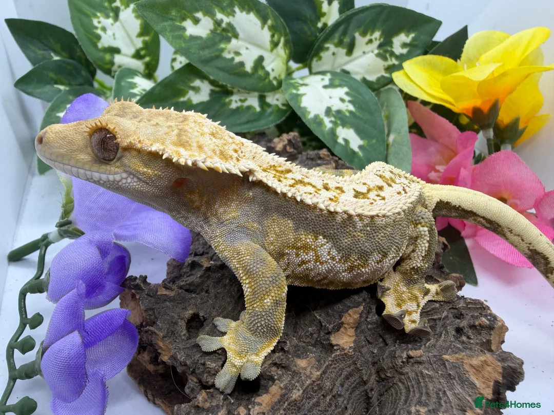 Gecko reptiles for sale: RTB female crested gecko  - Advert 2
