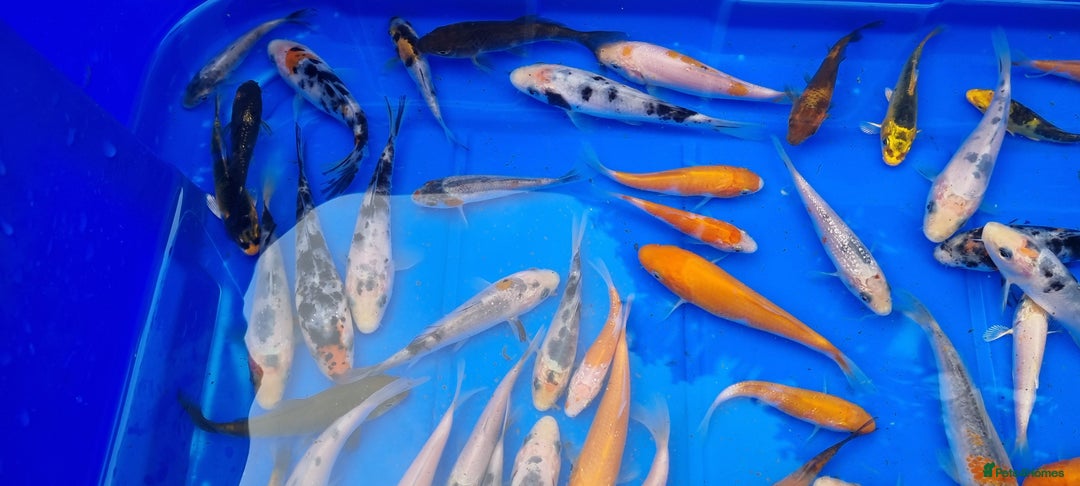 Koi Carp fish for sale: 2 to 4 inch Mixed Koi Carp Fry: young pond fish - Image 10