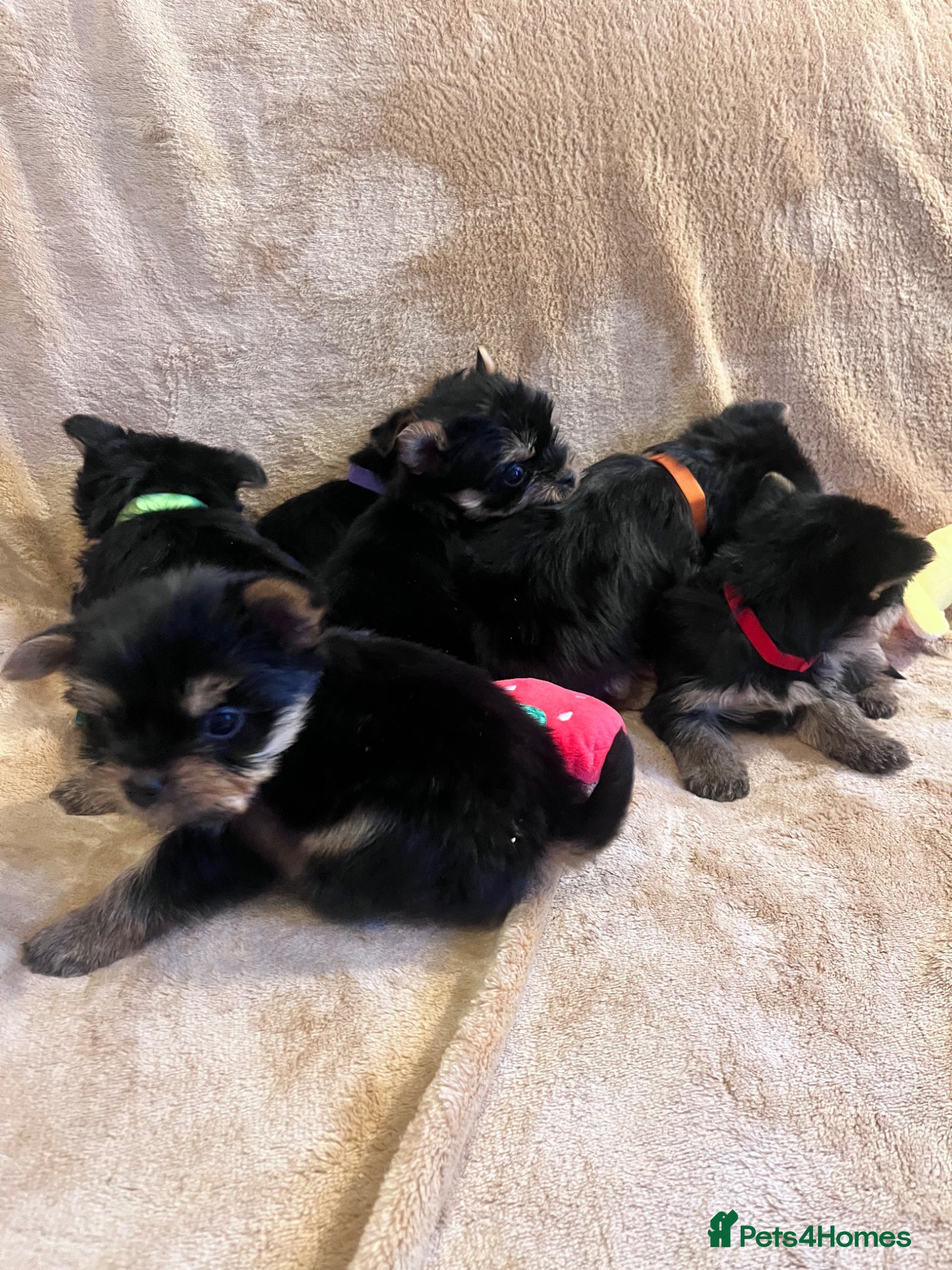 Yorkshire Terrier dogs Pure Yorkshire Terrier Puppies for sale  - Advert 10