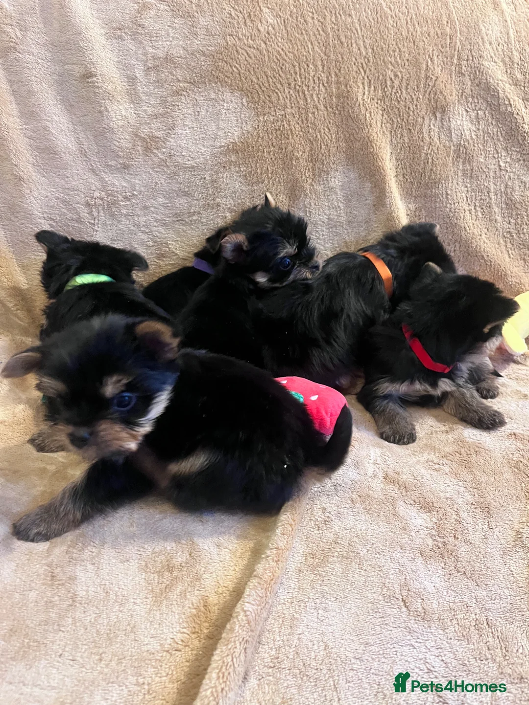 Yorkshire Terrier dogs for sale: Pure Yorkshire Terrier Puppies for sale  in Tewkesbury - Advert 1